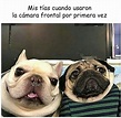 20 graciosas imágenes de memes de los perros más divertidos.