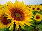 Conoce las Plantas: Girasol (Helianthus annuus)