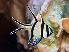 用户照片-Pterapogon kauderni-泗水玫瑰鱼-喵潜AI鱼类辨识 FISH ID - 你的在线鱼书
