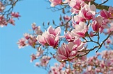 La magnolia, flor de encanto - 5 Septiembre