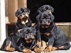 Rottweiler Puppy - How To Choose Professionally - Rottweiler Life
