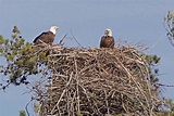 Bald Eagle Nest Size