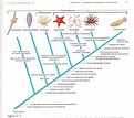 Cladograma Equinodermata - Apuntes de Zoología - Docsity