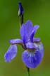 Schwertlilie (Iris) Foto & Bild | natur, nikon, pflanzen Bilder auf ...