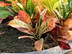 觀葉植物~龜殼變葉木(四張圖)＠我的空中花園(1)｜PChome Online 個人新聞台