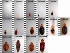 Baby Bed Bugs (Nymphs): Facts, Colors, Sizes, Bites, and How to Identify