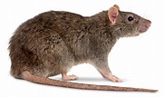 Facts About Rats | Types Of Rats | DK Find Out