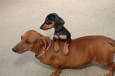 Miniature Dachshund Facts, Info, Temperament, Puppies, Pictures