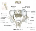 Axis (C2 Vertebra): Anatomy, Functions, & Labeled Diagram
