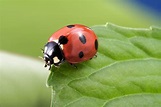 #entertainingathome: Irish Ladybirds want ladybird photos from your ...