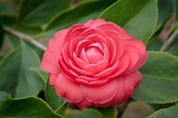 Camelia (Planta y Flor) |〖 Beneficios, cultivo y cuidados