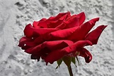 Rosa rossa Foto % Immagini| piante, fiori e funghi, natura Foto su ...