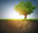 tree_roots - ArdoVLM