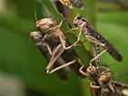 What does locusts symbolize in the Bible? - Christian Faith Guide