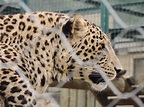 Leopardo-asiático | Panthera pardus fusca, nativa da Ásia ce… | Jorge ...