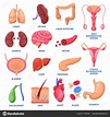 Lista 91+ Imagen Esquema De Los órganos Del Cuerpo Humano Alta ...