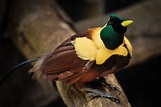Descubre la belleza de las aves del paraíso en la naturaleza – Sobre ...
