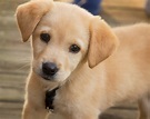 Puppy Calming Tips - Cari On Canine Kennels