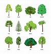 42+ Common Types Of Trees With Names, Facts, and Pictures | Trees to ...