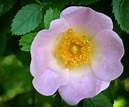 Wild Rose, Fleur de Bach de la joie de vivre | Alter Harmonie