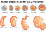 Prenatal Development Study Guide | Inspirit