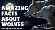 30 Interesting Facts About Wolves - Amazing Facts About Wolves - YouTube