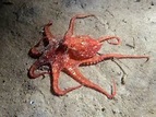 East Pacific red octopus Information and Picture | Sea Animals