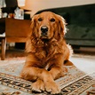 Types of Golden retrievers and their colors (With Pictures)