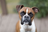 Boxer: Full Profile, History, and Care