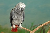 Papagaio do congo: confira curiosidades e como criar um! | Guia Animal ...