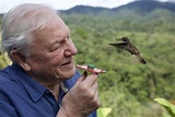 Attenborough's Life in Colour, BBC1, review: an exotic, amusing ...