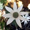 Australian Wild flower: Actinotus helianthi Flannel Flower