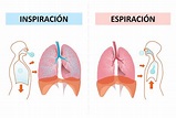 ¿Cuál es la función de los pulmones? - Saber es práctico