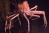 Amazing Animals Pictures: Big, scary, but tender Japanese Spider Crab ...