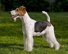 Fox Terrier - Raças de Cães Pequenos - Cão Nosso - Pet Sitting