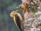 Cream-colored Woodpecker - eBird