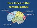 Four lobes of the cerebral cortex