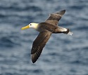 The critically endangered waved albatross of Galapagos - Discovering ...