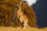 40 Kangaroo Facts That Will Make You Jump Into Action | Facts.net