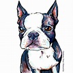 Boston Terrier art print | Arte de boston terrier, Dibujos de perros y ...