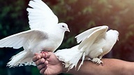 Cómo son las palomas mensajeras - Hogarmania