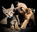 5 consejos para meter perros y gatos juntos | Sentido Animal