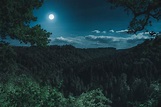 Beautiful Forest Night Wallpapers - Top Free Beautiful Forest Night ...