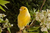 Oiseaux : tout savoir sur le canari domestique