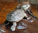 Diamondback Terrapin Facts and Pictures | Reptile Fact