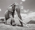 L'ultima foto dell'elefante dalle zanne enormi | Bresciaoggi