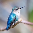 Bee hummingbird, a young male! Cuba 2018. #beehummingbird #hummingbird ...
