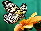 butterfly, Nature, Insects, Macro, Zoom, Close up, Wallpaper Wallpapers ...