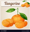 Tangerine fruit Mandarin Cartoon icon Royalty Free Vector | Tangerines ...