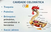 Cavidade celomática das aves: saiba mais sobre o assunto | Cursos a ...